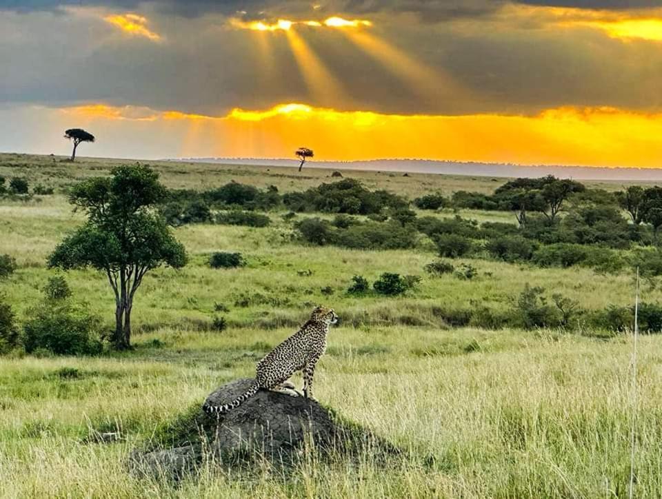 Sekenani Leruk Maasai Mara Camp酒店 外观 照片